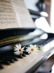Daisies on Piano