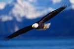 Bald Eagle Soaring