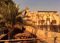 Blooming Desert Luska Devo